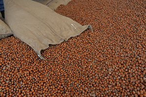 TMO 41 Bin Ton Fındık Aldı