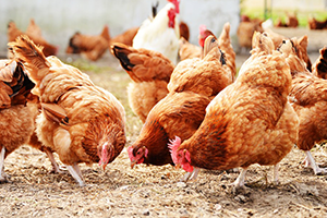 Kaybeden Üretici Oldu