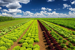 Büyükşehir Desteklemeleri Devam Ediyor