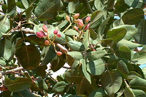 Kilosu 100 TL`yi Geçti