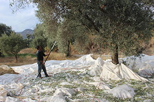 Beklenen Yağışın Ardından Çiftçiler Hasada Başladı