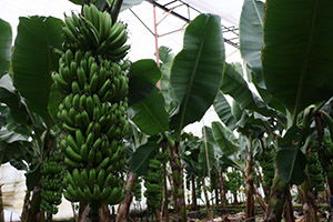 Anamur, Türkiye` nin Muz İhtiyacına Yetişemiyor