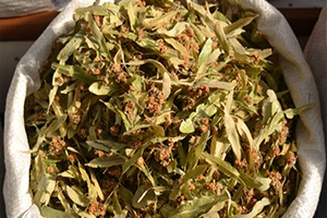 Altın Fiyatını da Geçen Bitki, Rekora Koşuyor