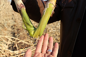 `Mucize Bitki` Tanıtıldı
