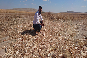 Biçerdöverle Toplayıp Tarlasındaki Mısırı Çalmışlar