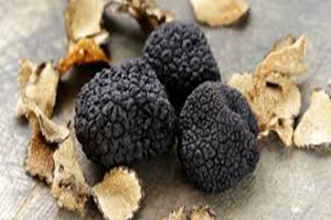 Kilosu 3 Bin 500 Lira Olan Mantar İçin Bakanlık Orman Oluşturdu