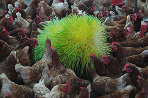 Vodafone Akıllı Köy`de Tavukların Yeni Gözdesi