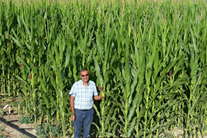 Sözleşmeli Silaj Üretiminde Talep Patlaması Yaşanıyor