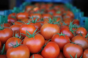 Rusya Kapısını 50 Bin Ton Türk Domatesi için Açıyor