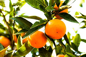 Ege Narenciye Rekoltesinde Düşüş Bekleniyor