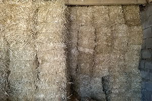 Saman Fiyatlarında Artış Görüldü