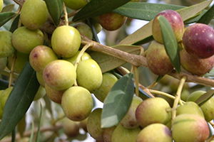 Agromillora`nın Katkılarıyla Zeytin Hasat Şenliği