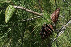 Çam Balı Hasadı Yüzleri Güldürdü