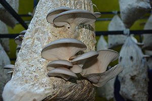 Pamuktan Elde Edilen Mantara Rağbet Büyük