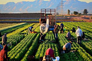Körfez Ülkeleri, Tarım ve Hayvancılık Yatırımları için Düğmeye Bastı