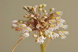 Yeni Bir Endemik Bitki Türü Keşfedildi
