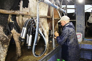 Süt Fiyatının Artması Eti Ucuzlatacak