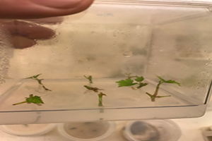 Hem Doku Kültürü Hem de Kapalı Alan Topraksız Üretim Denemeleri Yapılıyor