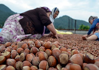 Fındık Üreticisine ÇKS Uyarısı