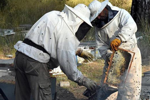 Arı Yetiştiricileri Desteklerini Almaya Başladı