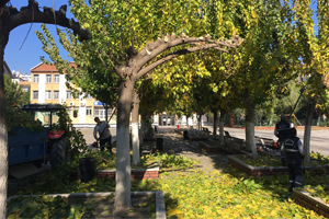 Mevsimlik Ağaç Budama Çalışmaları Başladı