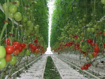 `Örtü Altında` 365 Gün Üretim 365 Gün Verim