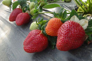 Çilekte İhracat Patlaması Yaşanıyor