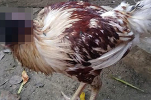 Kafası Kopan Tavuk 10 Gündür Yaşıyor!