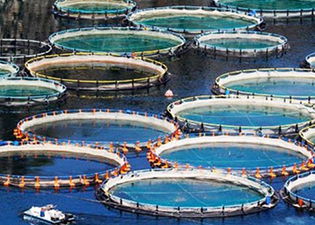 Desteklemeler Yarın Yatıyor !