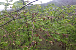 Giresun`da Fındık Ağaçları Hastalığa Yakalandı