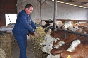 `Süt Fiyatları Artınca Dişi Hayvan Kesimleri Azaldı`