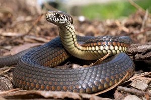 Anneden Geçen Yılan Zehri Bebeği Öldürdü