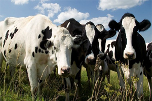 Hastalık Nedeniyle 150 Bin İnek İtlaf Edilecek