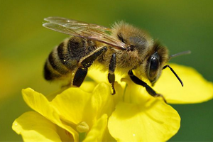 Organik Arıcılık Teşvik Gören Dallardan Sayılacak