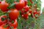 Rusya Domates Üretimini Arttırdı