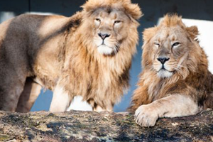 Almanya`da Kırmızı Alarm,Yırtıcı Hayvanlar Hayvanat Bahçesinden Kaçtı