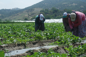 Birlikte Üretim Yapan Köylüye Yüzde 30 Destek