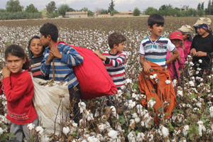 FAO Uyardı: Tarım`da Çocuk İşçi Sayısı Artıyor