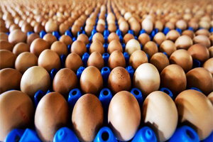 İlaçlı Yumurta Skandalında Yetersiz Kalındı