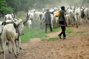 İnek Hırsızları Köye Saldırdı, 23 Kişi Öldü