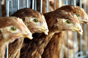 Rusya, Ermenistan`dan Canlı Hayvan İthalatını Neden Yasakladı?