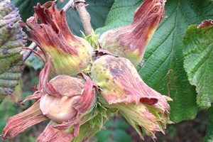 Fındık Üreticilerinin Dikkatine!