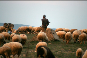 Çoban İstihdam Edene 5 Bin TL Maaş