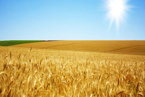 Tarım ve Orman Bakanlığının Görev ve Yetkileri Neler?