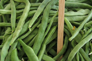 Taze Fasulyede Yüzde 70 Kayıp
