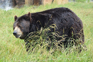 Koruma Altındaki Ayı ve Yavruları Öldürüldü