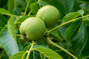 Ceviz Ağacının Altında Oturmak Neden Tehlikeli !