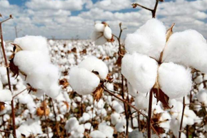 Yılın İlk Kütlü Pamuğu Satıldı