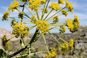 İsmi Değişik Kendi Değişik 10 Baharat