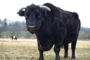 Türkiye Boğa ve Aygır Spermi İthal Edecek